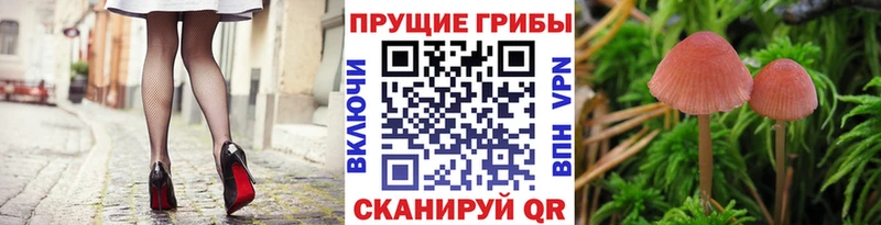 Купить закладки Стародуб Псилоцибиновые грибы Psilocybe